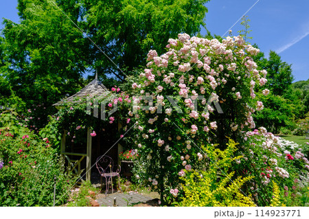 ローザンベリー多和田 薔薇のシーズン ローザンベリー多和田 薔薇のシーズン 114923771