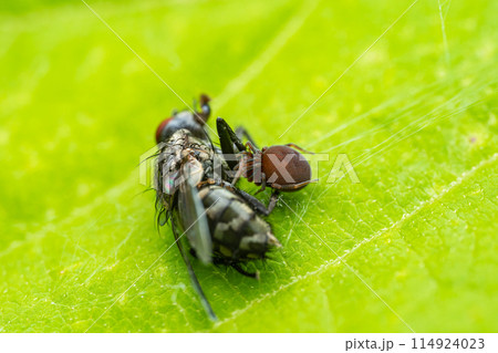 ハエを捕食するコアカクロミジングモ ハエを捕食するコアカクロミジングモ 114924023