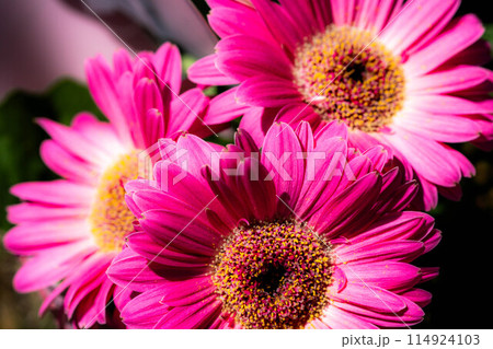 色鮮やかなピンクのガーベラ～接写～ 114924103