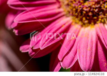 色鮮やかなピンクのガーベラ～接写～ 114924110