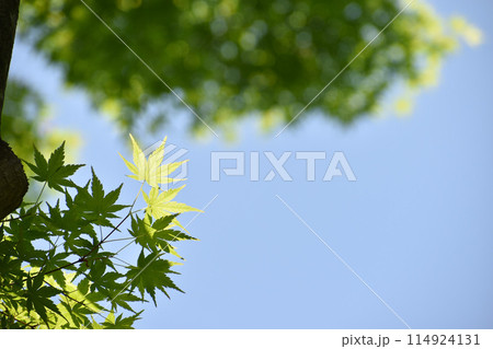 爽やかな青空と新緑のフレーム 爽やかな青空と新緑のフレーム 114924131