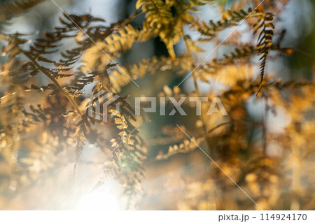 Fern leaves with their delicate texture and rich color are eye-catching 114924170