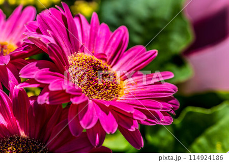 色鮮やかなピンクのガーベラ～接写～ 114924186