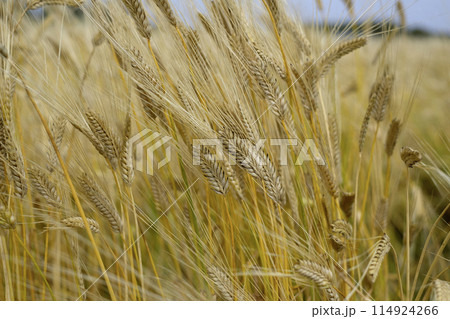 初夏の二条大麦の麦畑 初夏の二条大麦の麦畑 114924266