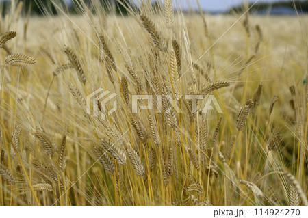初夏の二条大麦の麦畑 114924270