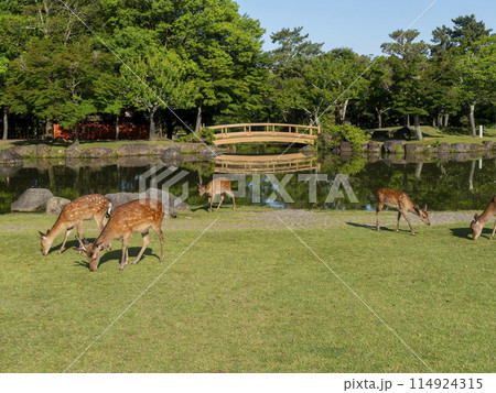 【奈良公園】芝を食べる鹿の群れと池の風景 【奈良公園】芝を食べる鹿の群れと池の風景 114924315