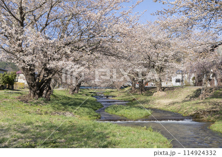 観音寺川の桜 114924332