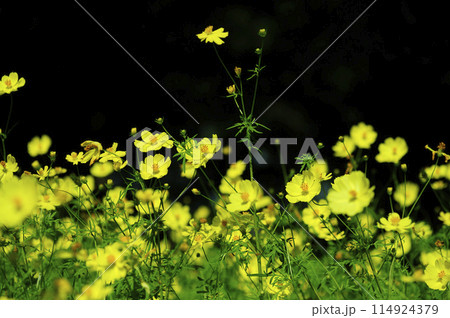 秋の花　秋桜 114924379