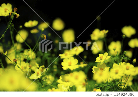 秋の花　秋桜 114924380