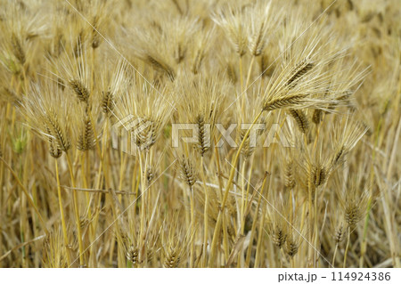 初夏の小麦畑 初夏の小麦畑 114924386