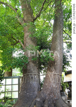 鳩ケ谷氷川神社の御神木【埼玉県川口市】 鳩ケ谷氷川神社の御神木【埼玉県川口市】 114924406