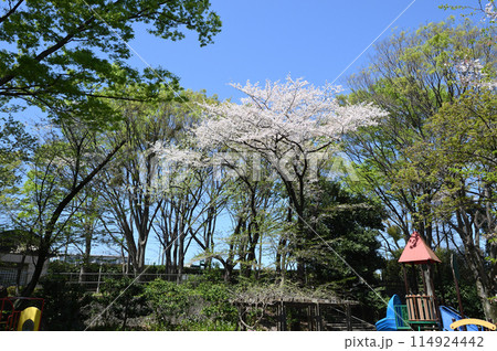 東高根森林公園のサクラ 114924442