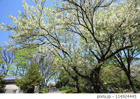 東高根森林公園のサクラ 114924445