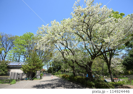 東高根森林公園のサクラ 114924446