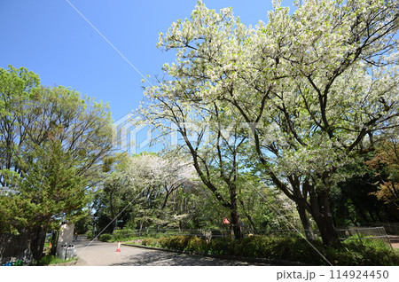 東高根森林公園のサクラ 東高根森林公園のサクラ 114924450