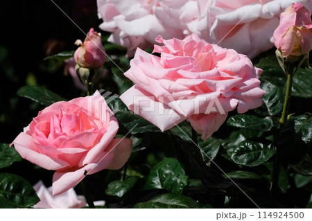 ピンク色のバラ 「プロミス」 ピンク色のバラ 「プロミス」 114924500