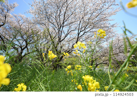 東高根森林公園のサクラ 東高根森林公園のサクラ 114924503