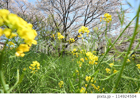 東高根森林公園のサクラ 114924504