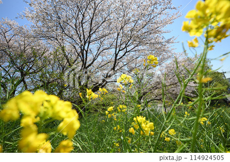 東高根森林公園のサクラ 114924505