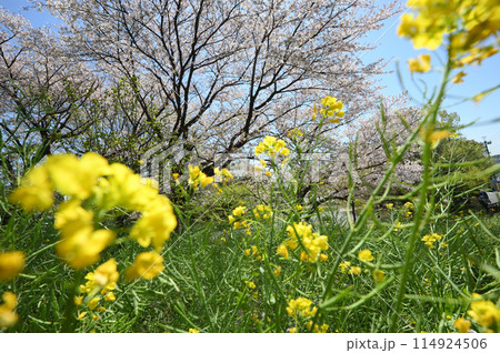 東高根森林公園のサクラ 114924506
