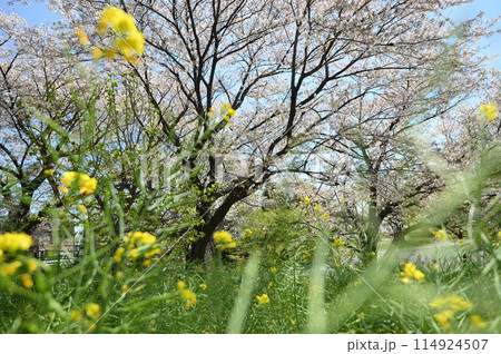 東高根森林公園のサクラ 東高根森林公園のサクラ 114924507