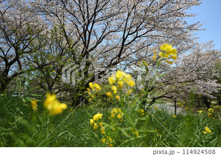東高根森林公園のサクラ 東高根森林公園のサクラ 114924508