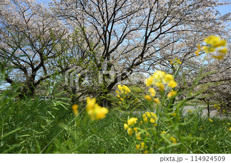 東高根森林公園のサクラ 114924509