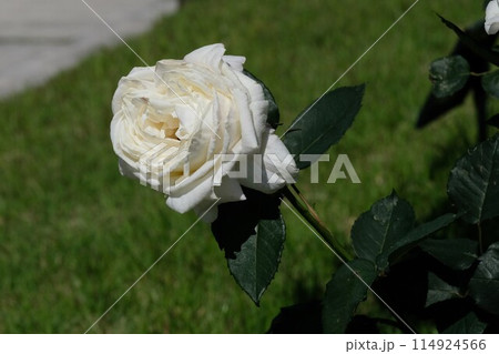 白いバラ「ホワイトクリスマス」 114924566