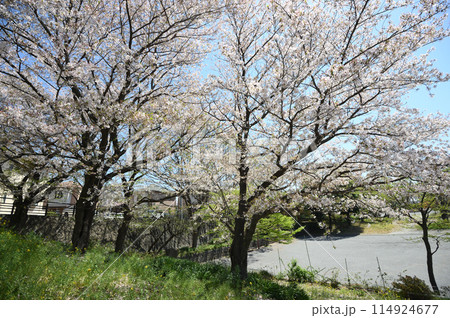 東高根森林公園のサクラ 東高根森林公園のサクラ 114924677