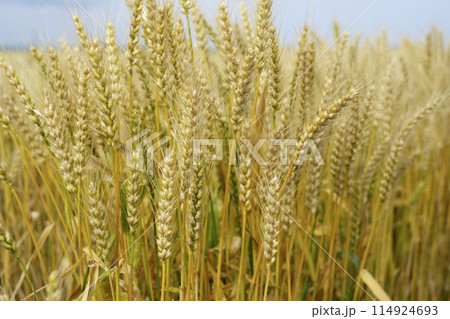 初夏の小麦畑 初夏の小麦畑 114924693