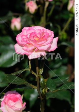 満開のバラ「マジックカルーセル」 114924694