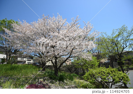東高根森林公園のサクラ 東高根森林公園のサクラ 114924705