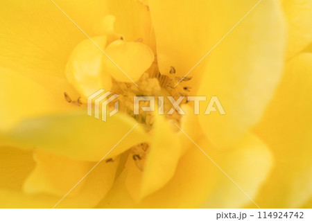 黄色いバラの花のクローズアップ 114924742