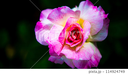 薔薇園にピンク色と白色の薔薇の花が咲いています 114924749
