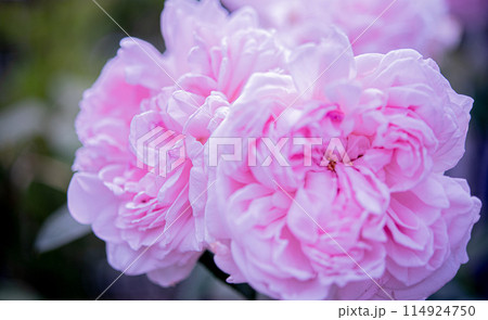 ピンク色の薔薇の花が咲いています ピンク色の薔薇の花が咲いています 114924750