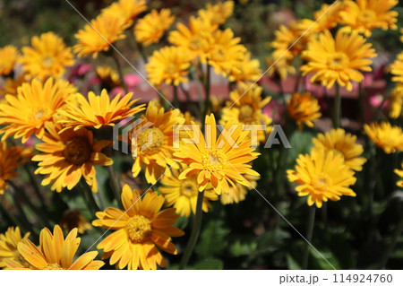 黄色いガザニアの花が満開 黄色いガザニアの花が満開 114924760