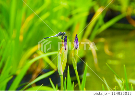 カキツバタにとまる　シオカラトンボ　オス　 114925013