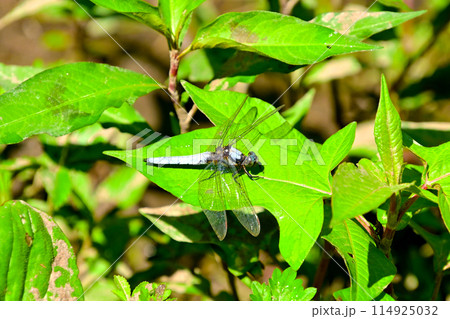 葉で休む　シオカラトンボ オス 114925032