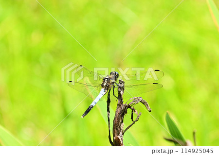 池の枯れ枝にとまる シオカラトンボ オス 池の枯れ枝にとまる シオカラトンボ オス 114925045