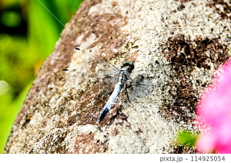 シオカラトンボ オス シオカラトンボ オス 114925054