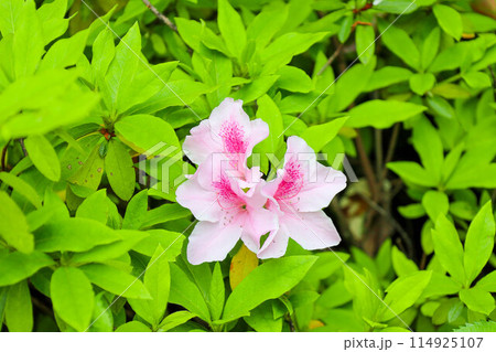 都心の道端に咲くツツジの花・日本の季節を感じる春のイメージ（東京都千代田区） 114925107
