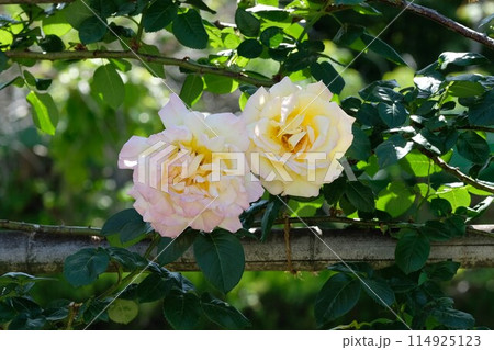 満開のバラ　「つる ピース」 114925123