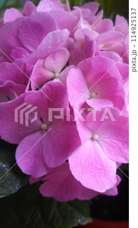 Pink hydrangea flowers close up Pink hydrangea flowers close up 114925137