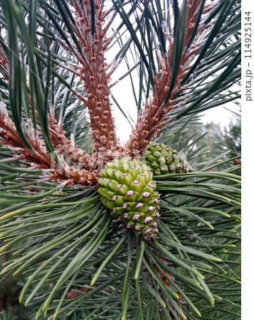 close up of pine cone close up of pine cone 114925144
