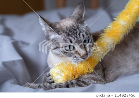 おもちゃで遊ぶ猫 おもちゃで遊ぶ猫 114925456