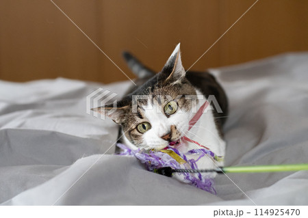おもちゃで遊ぶ猫 キジトラ猫 おもちゃで遊ぶ猫 キジトラ猫 114925470