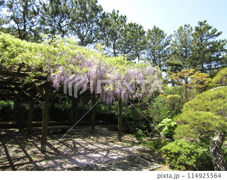 稲毛海浜公園日本庭園の藤棚の藤の花 稲毛海浜公園日本庭園の藤棚の藤の花 114925564