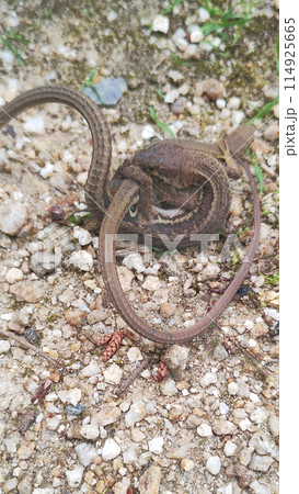 ニホンカナヘビの求愛行動 ニホンカナヘビの求愛行動 114925665