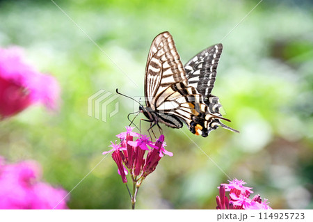 ムシトリナデシコから吸蜜するナミアゲハ 114925723