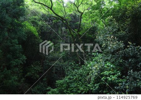 深い森の緑と光 114925769